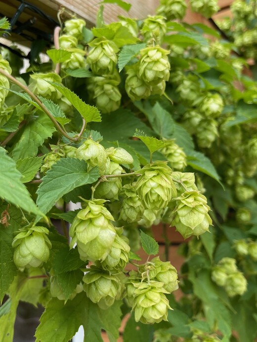 Gemüsesamen-Set "Biergarten" - 5 BIO-Gemüsesorten [samenfest]