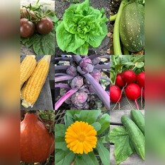 Gemüsesamen-Set "Schrebergarten" - 12 BIO-Sorten [samenfest]
