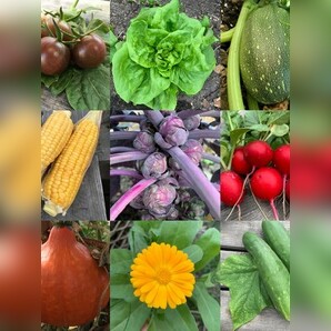 Gemüsesamen-Set "Schrebergarten" - 12 BIO-Sorten [samenfest]
