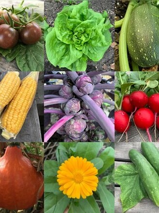 Gemüsesamen-Set "Schrebergarten" - 12 BIO-Sorten [samenfest]