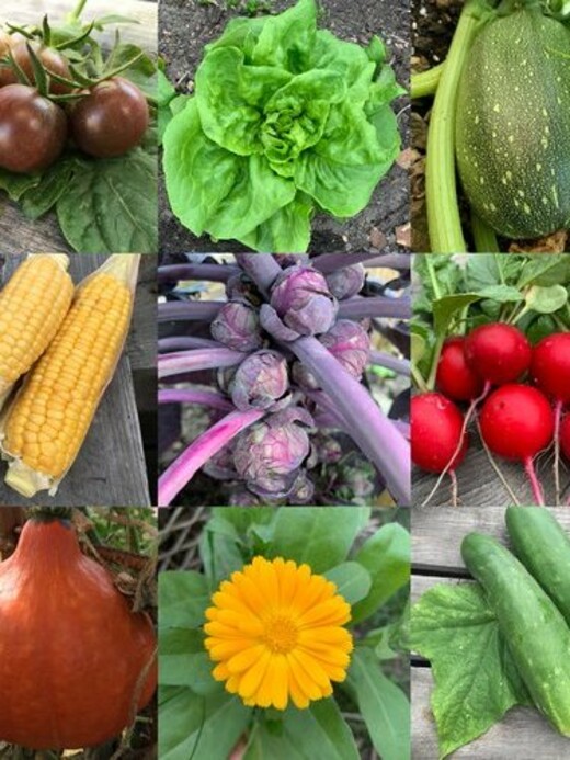 Gemüsesamen-Set "Schrebergarten" - 12 BIO-Sorten [samenfest]