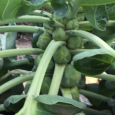 Rosenkohl "Idemar" - BIO-Rosenkohlsamen [samenfest]