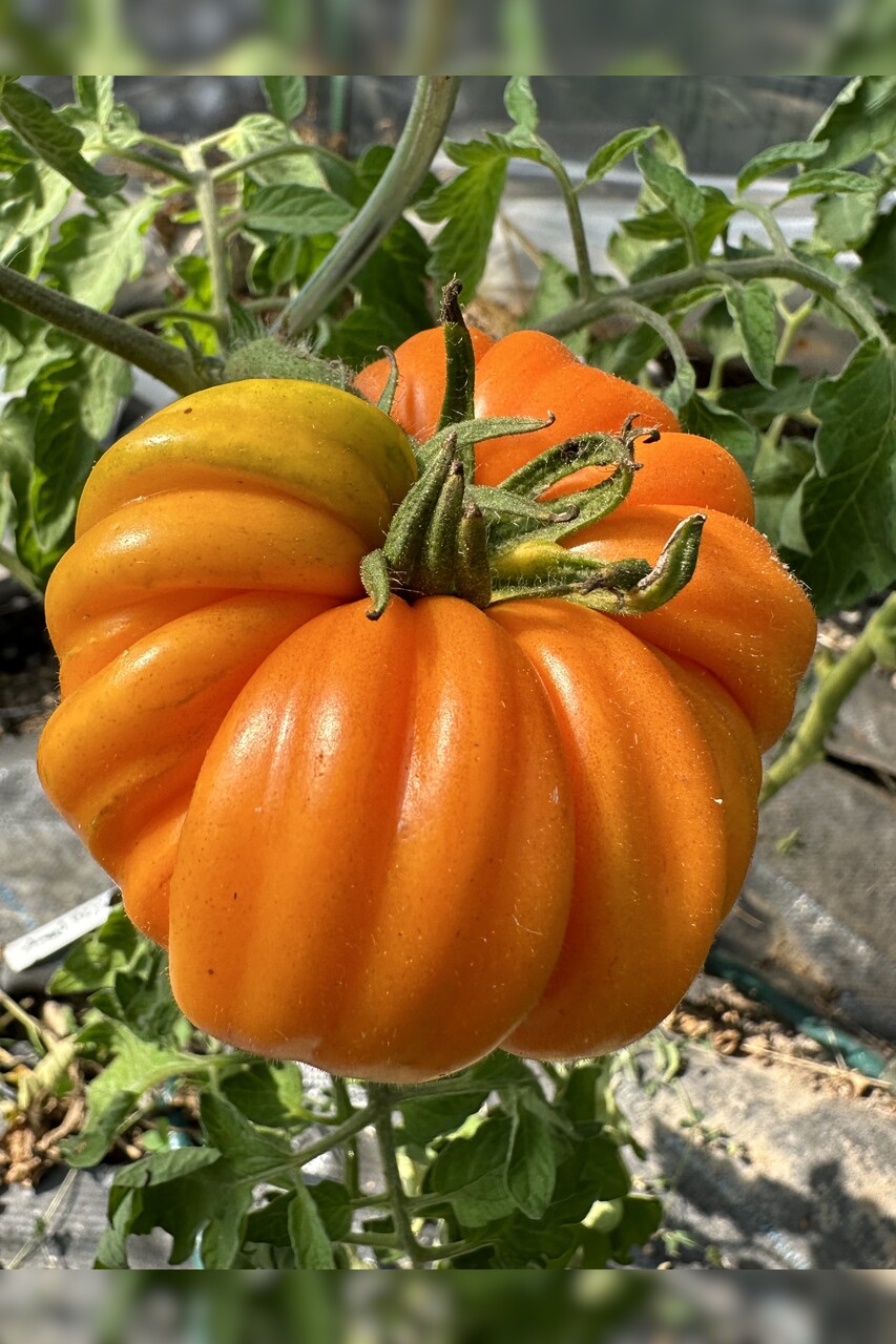 Tomate "Accordion Orange" - BIO-Tomatensorte [samenfest]