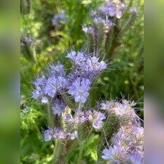 "Phacelia" -BIO-Blumensamen [samenfest]
