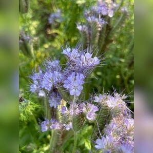 "Phacelia" -BIO-Blumensamen [samenfest]