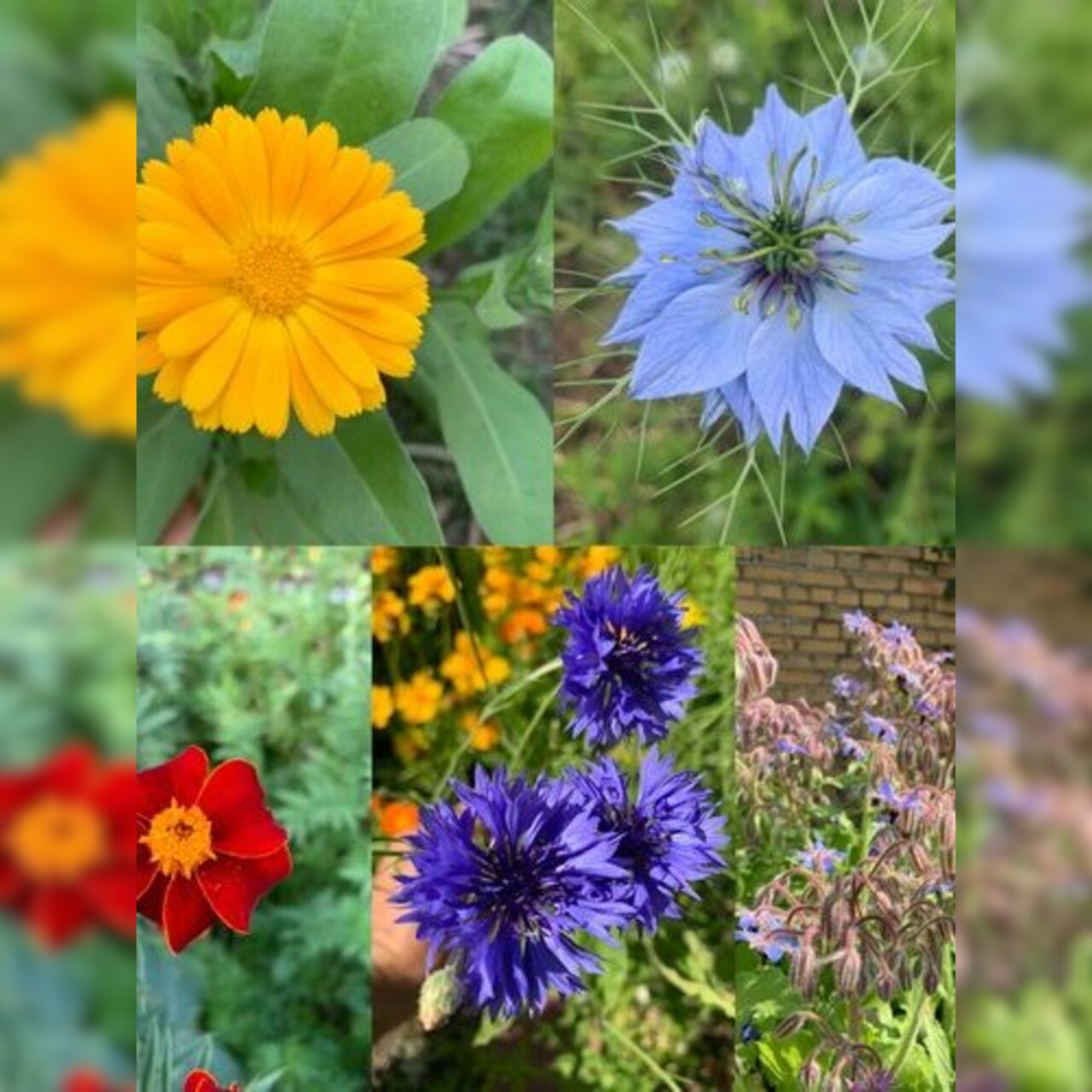 Blumensamen Set „Beetblumen“ - 5 BIO-Blumensamen [samenfest]