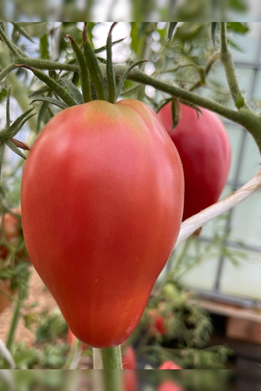 Tomate "Ochsenherz" - BIO-Tomatensorte [samenfest]