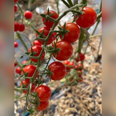 Tomate "Zuckertraube" - BIO-Tomatensamen [samenfest]