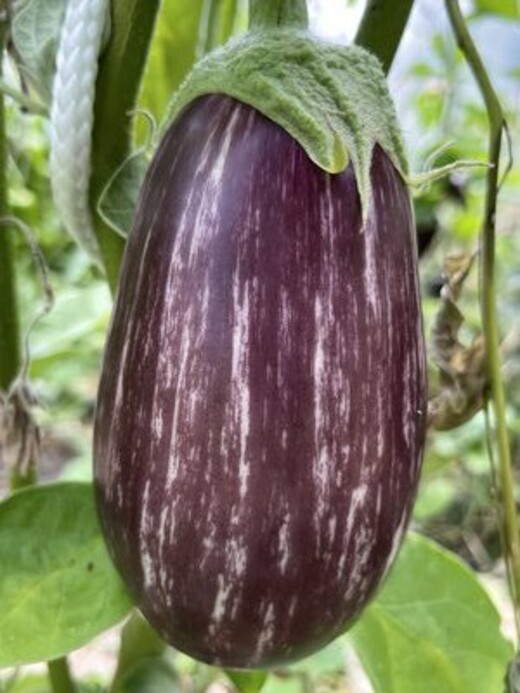 Gemüsesamen-Set "Starkzehrer für´s Hochbeet" - 8 BIO-Sorten [samenfest]