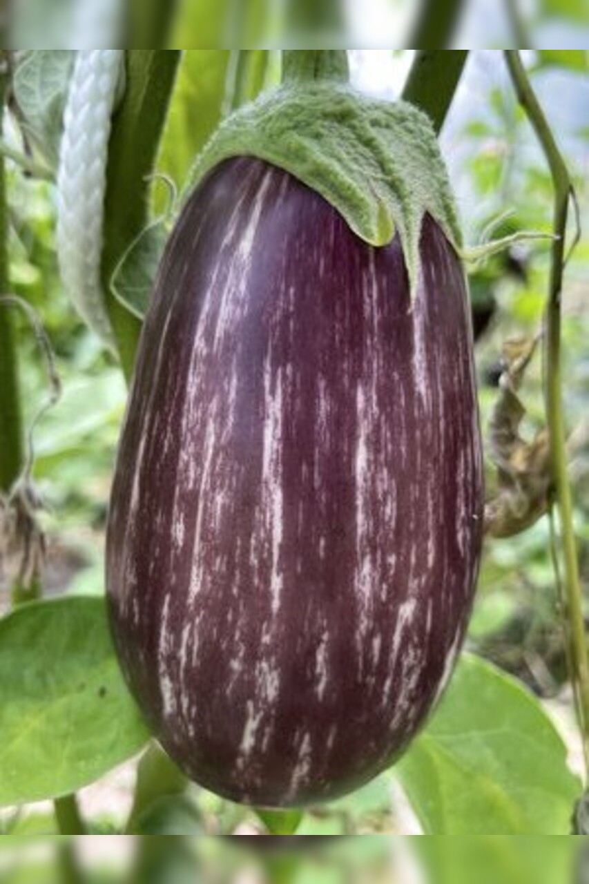 Gemüsesamen-Set "Starkzehrer für´s Hochbeet" - 8 BIO-Sorten [samenfest]