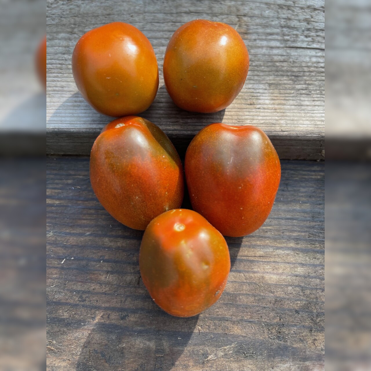 Tomate "Black Plum" - Tomatensamen [samenfest]