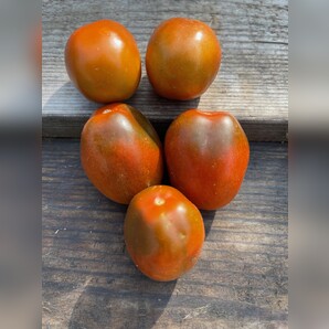 Tomate "Black Plum" - Tomatensamen [samenfest]