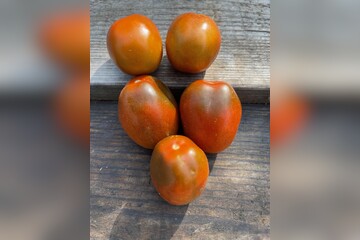 Tomate "Black Plum" - Tomatensamen [samenfest]