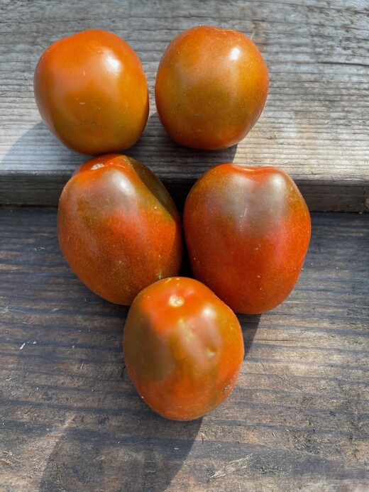 Tomaten Set "Alte Tomatensorten" - 4 BIO-Sorten [samenfest]