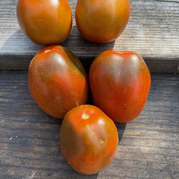 Tomate "Black Plum" - Tomatensamen [samenfest]