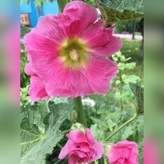 Stockrose "rosa" - BIO-Stockrosensamen [samenfest]