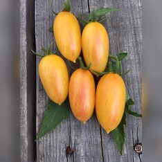 Tomate "Artisan Blush Tiger" - BIO-Tomatensorte [samenfest]