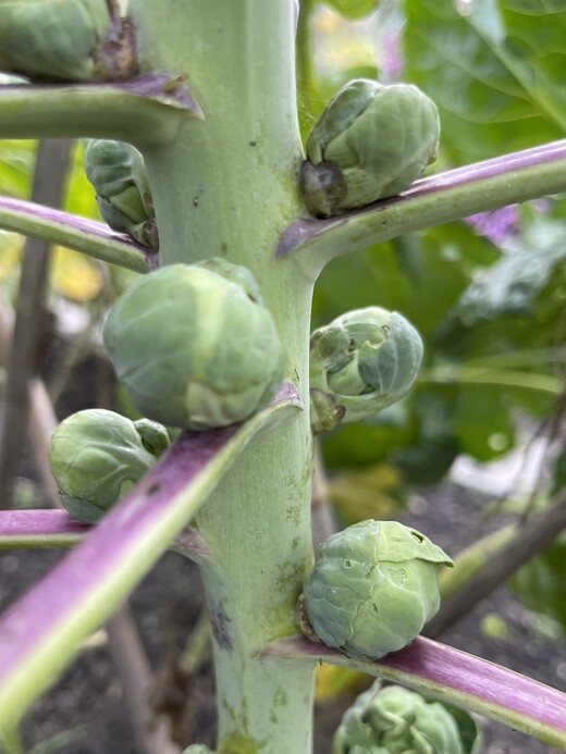 Rosenkohl "Idemar" - BIO-Rosenkohlsamen [samenfest]