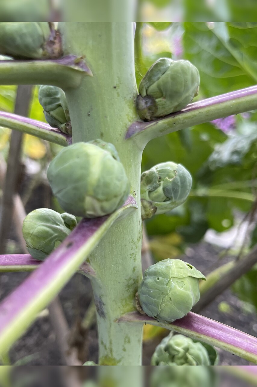 Rosenkohl "Idemar" - BIO-Rosenkohlsamen [samenfest]