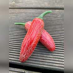 Jalapeno "Numex Vaquero" mexikanische Sorte (samenfest & BIO)