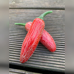 Jalapeno "Numex Vaquero" mexikanische Sorte (samenfest & BIO)