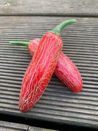 Jalapeno "Numex Vaquero" mexikanische Sorte (samenfest & BIO)