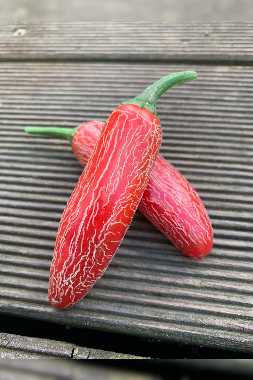 Jalapeno "Numex Vaquero" mexikanische Sorte (samenfest & BIO)