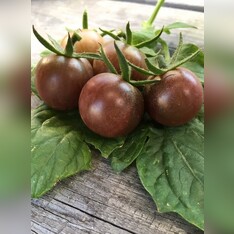 Tomate "Black Cherry" - BIO-Tomatensorte [samenfest]