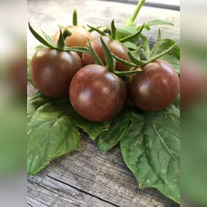 Tomate "Black Cherry" - BIO-Tomatensorte [samenfest]
