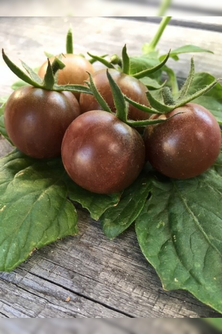 Tomate "Black Cherry" - BIO-Tomatensorte [samenfest]