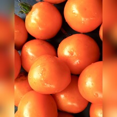 Tomate „Sundrop“ - BIO-Tomatensorte