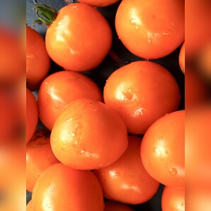 Tomate „Sundrop“ - BIO-Tomatensorte