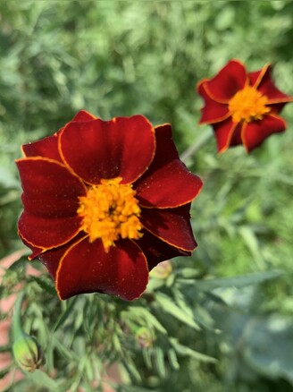 "Tagetes" - BIO-Blumensamen [samenfest]