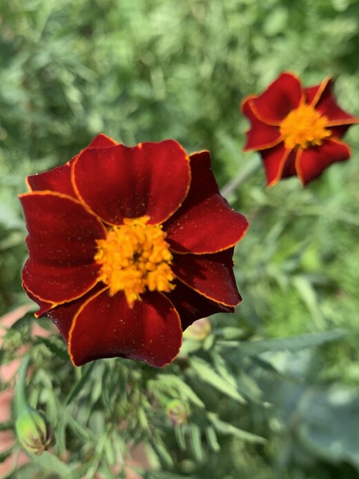 "Tagetes" - BIO-Blumensamen [samenfest]