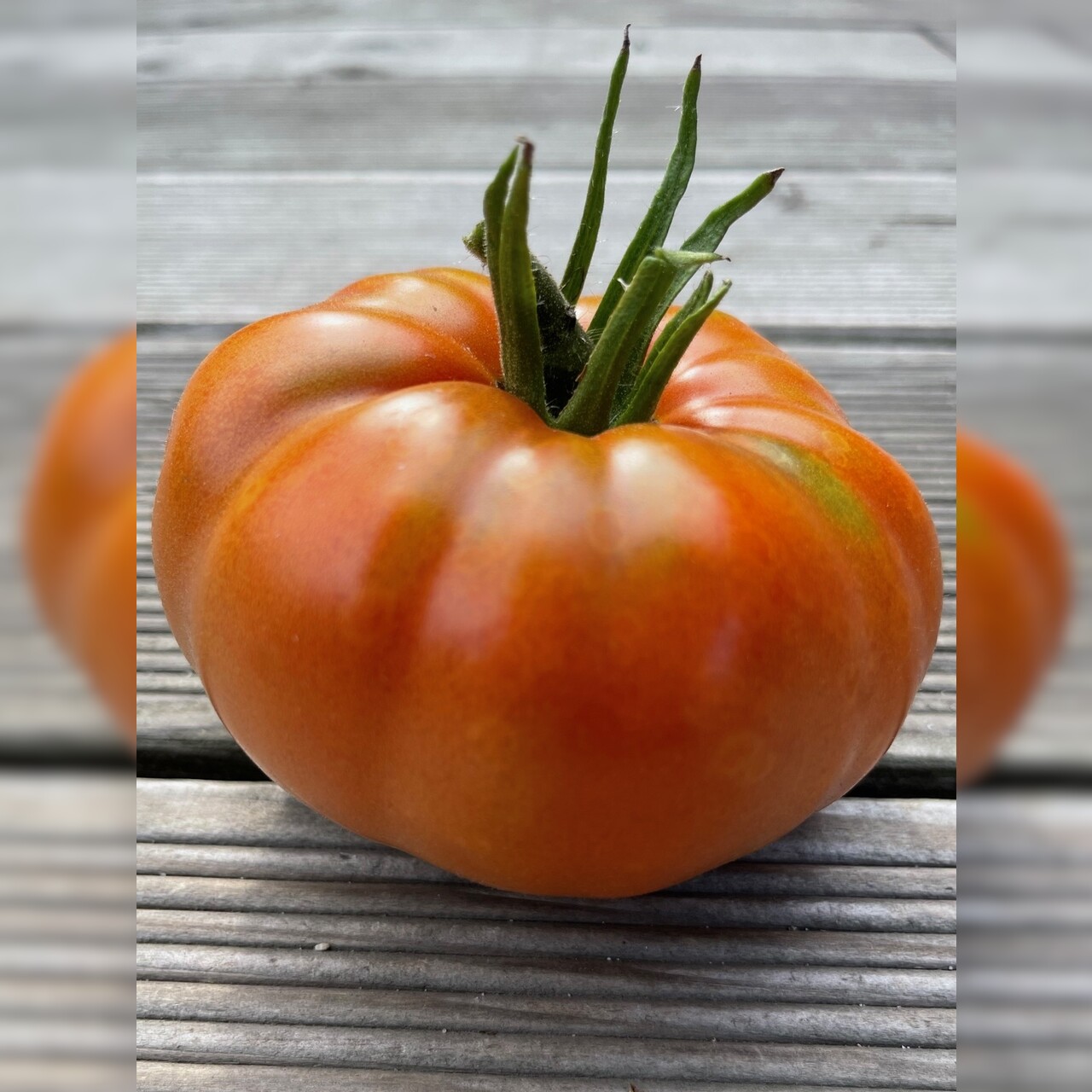 Tomate "Brandywine Rot" - BIO-Tomatensorte [samenfest]