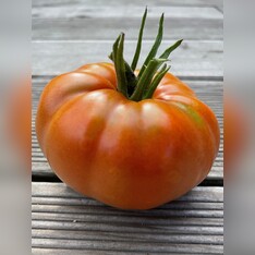 Tomate "Brandywine Rot" - BIO-Tomatensorte [samenfest]