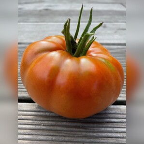 Tomate "Brandywine Rot" - BIO-Tomatensorte [samenfest]