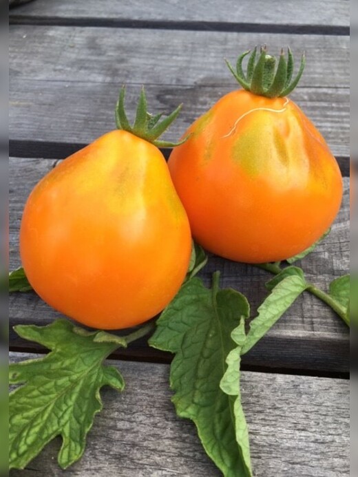 Tomaten-Set "Freilandtomaten" - 4 BIO-Sorten [samenfest]