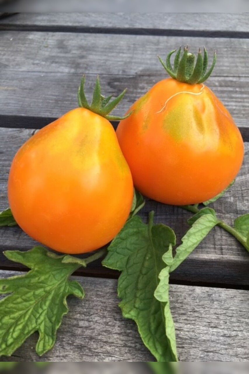 Tomate "Japanische Birne" - BIO-Tomatensorte [samenfest]