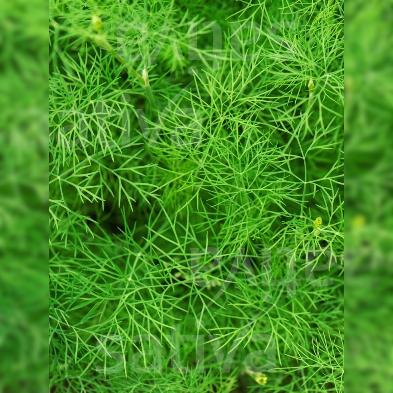 Dill - BIO-Kräutersamen [samenfest]
