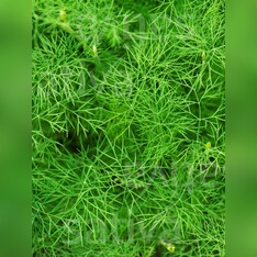 Dill - BIO-Kräutersamen [samenfest]