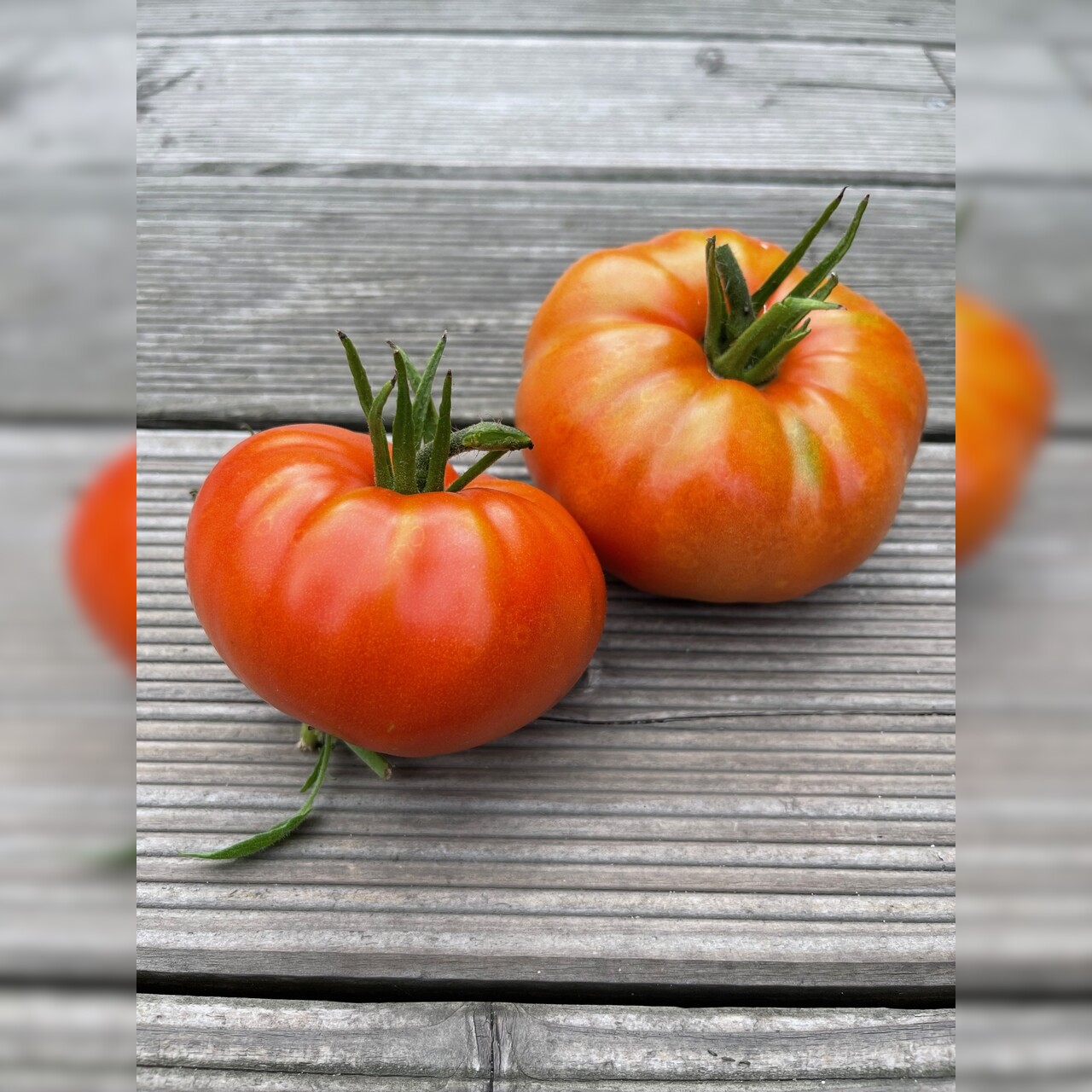Tomate "Brandywine Rot" - BIO-Tomatensorte [samenfest]