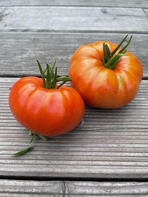 Tomate "Brandywine Rot" - BIO-Tomatensorte [samenfest]