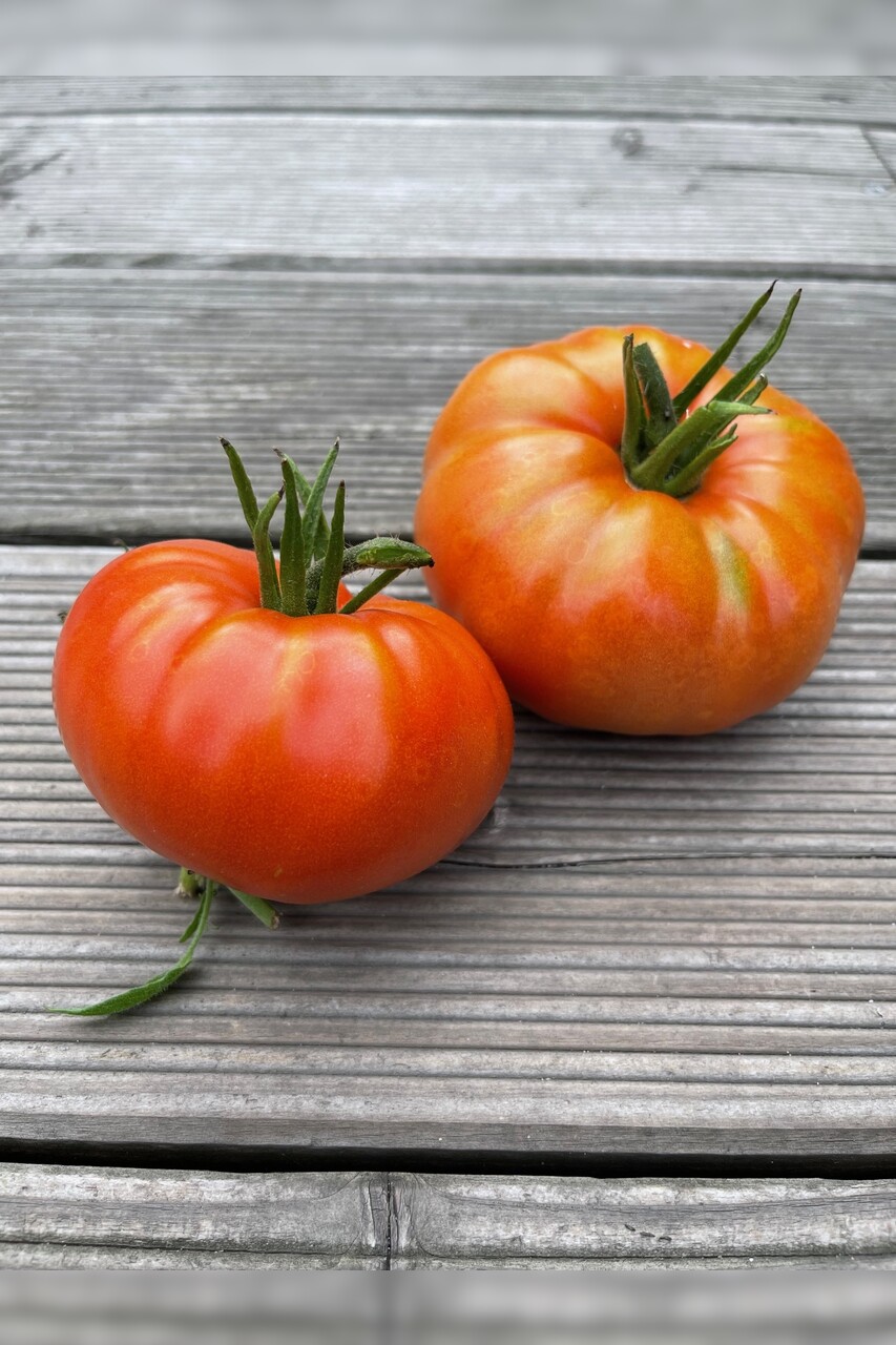 Tomate "Brandywine Rot" - BIO-Tomatensorte [samenfest]