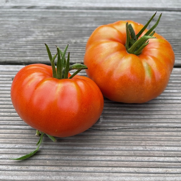 Tomate "Brandywine Rot" - BIO-Tomatensorte [samenfest]
