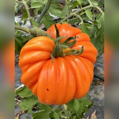 Tomate "Accordion Orange" - BIO-Tomatensorte [samenfest]