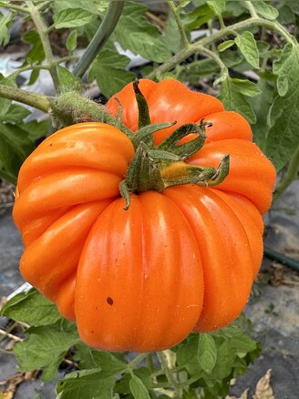 Tomate "Accordion Orange" - BIO-Tomatensorte [samenfest]