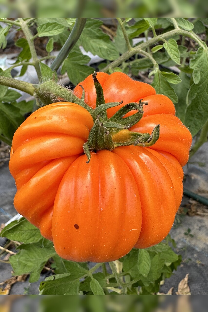 Tomate "Accordion Orange" - BIO-Tomatensorte [samenfest]