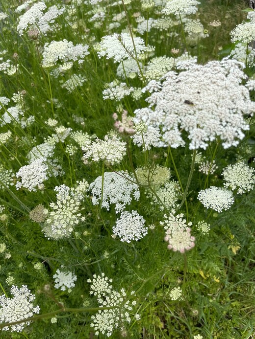 "wilde Möhre" - BIO-Blumensamen [samenfest]