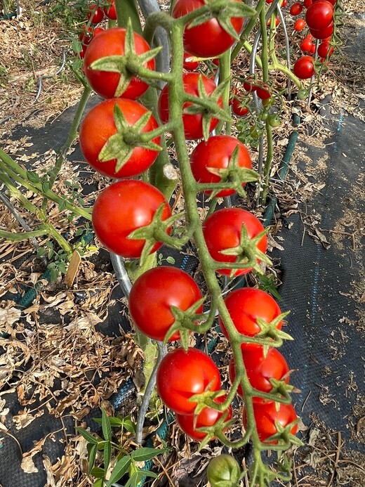 Tomate "Zuckertraube" - BIO-Tomatensamen [samenfest]